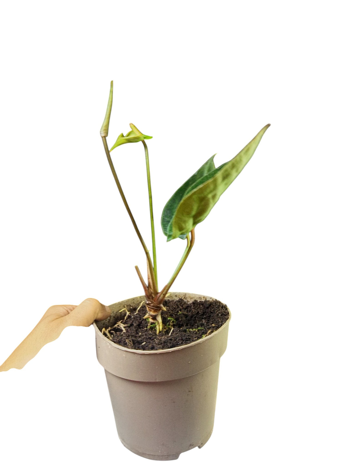 Anthurium Red Spider x Forgetii Dwarf