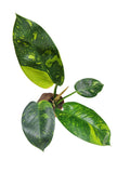 Philodendron Nuclear Congo