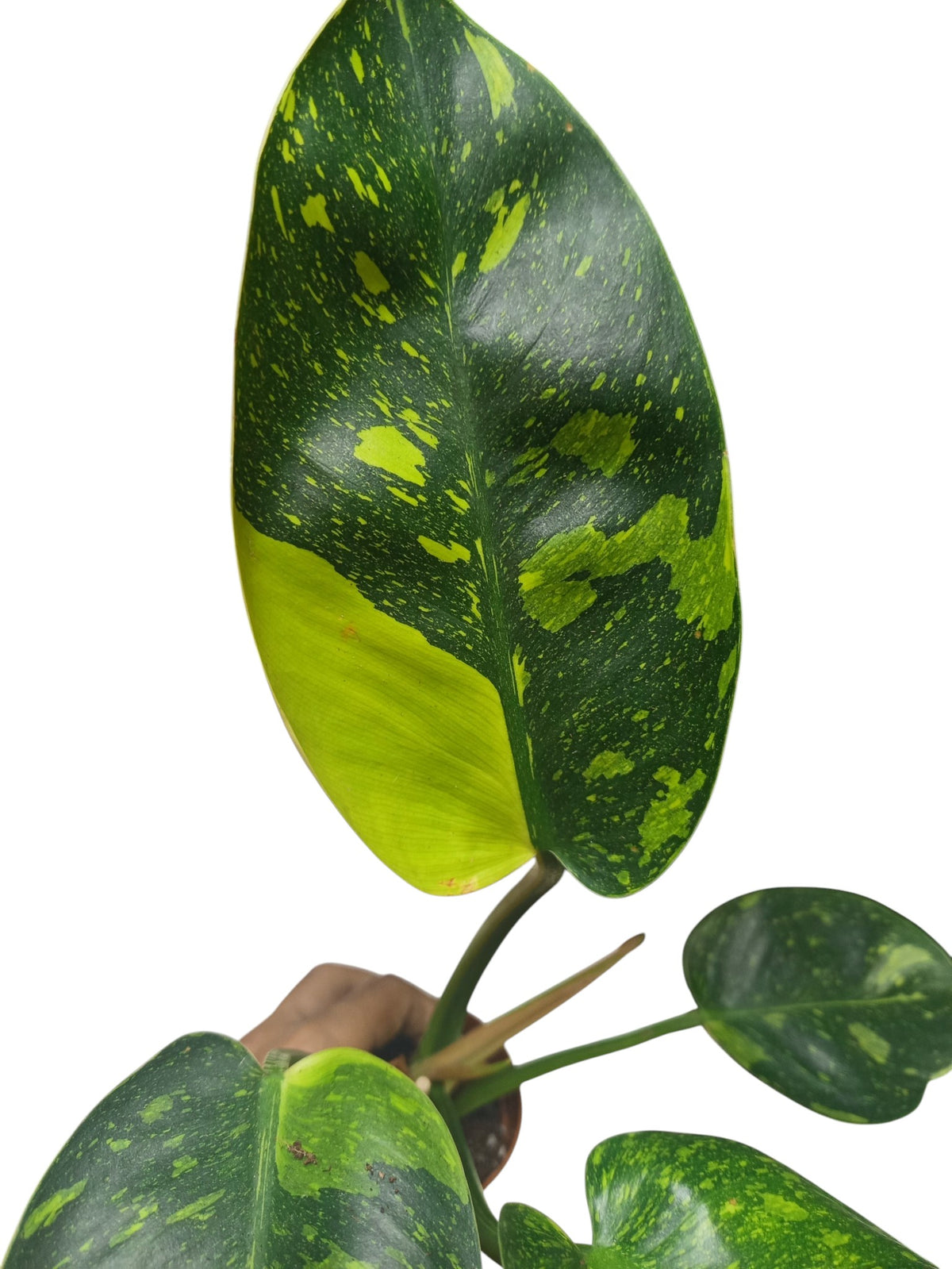 Philodendron Nuclear Congo