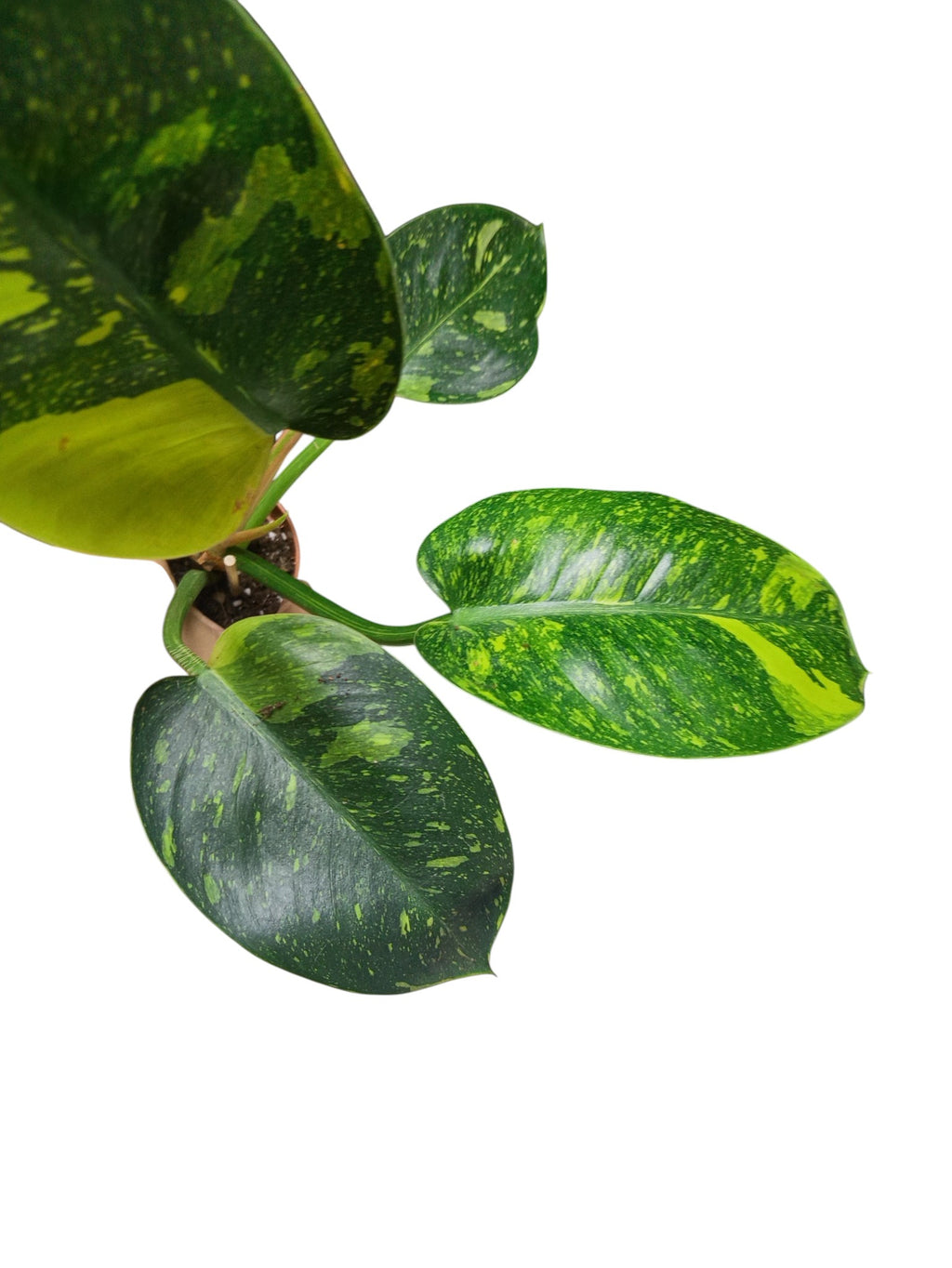 Philodendron Nuclear Congo