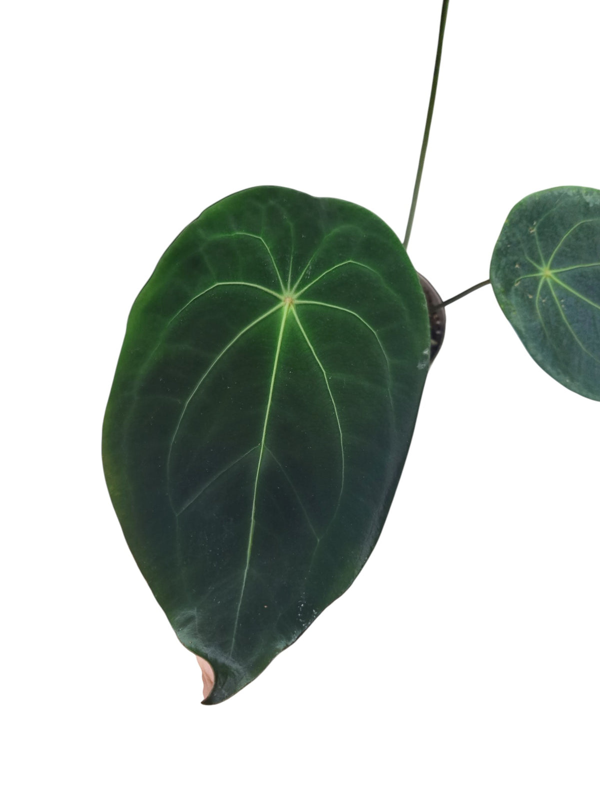 Anthurium Red Spider x Forgetii