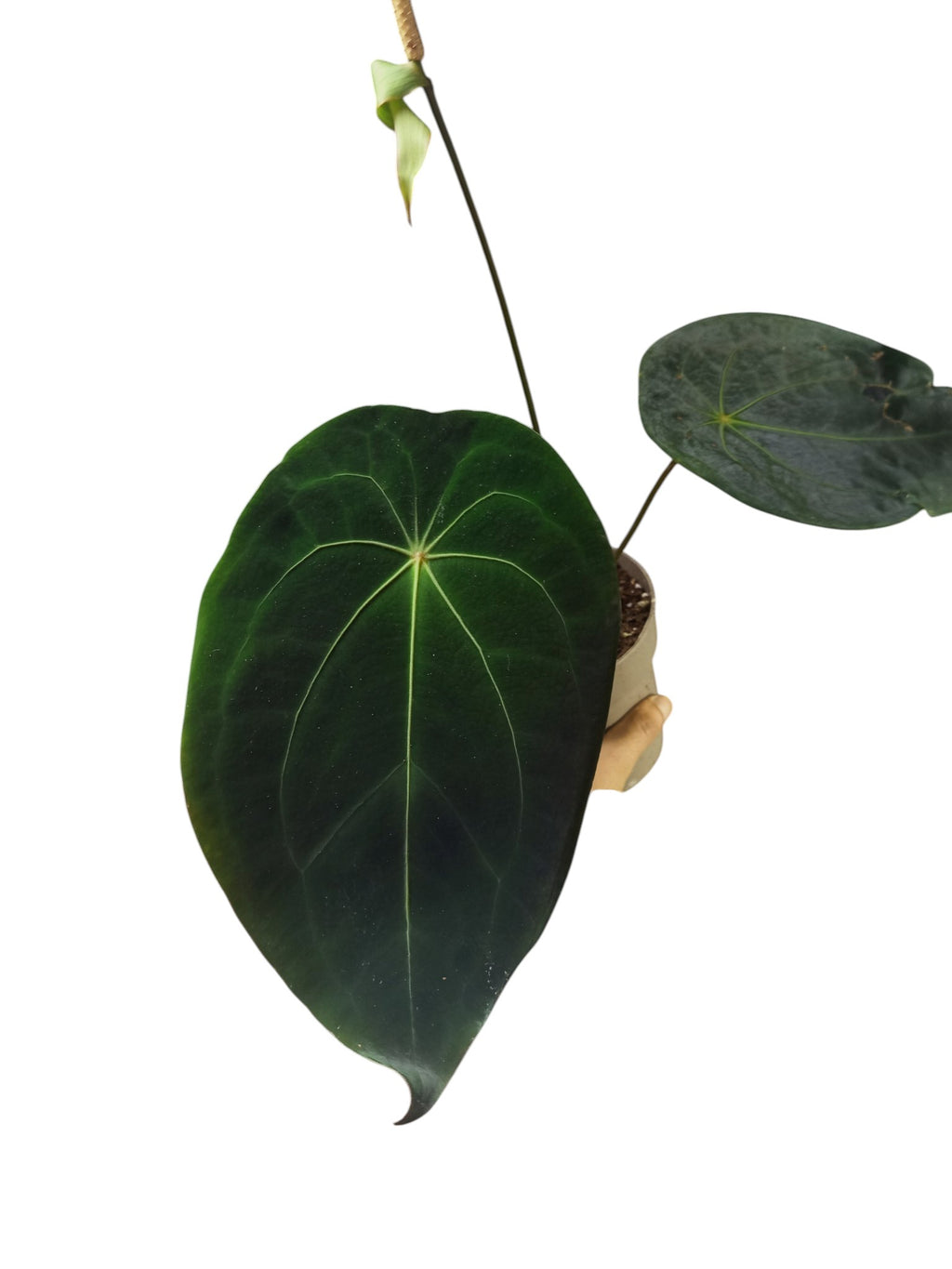 Anthurium Red Spider x Forgetii