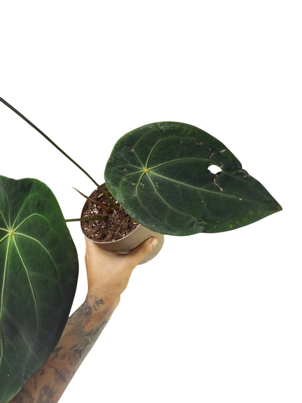 Anthurium Red Spider x Forgetii