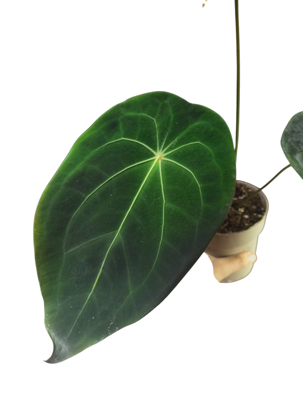 Anthurium Red Spider x Forgetii