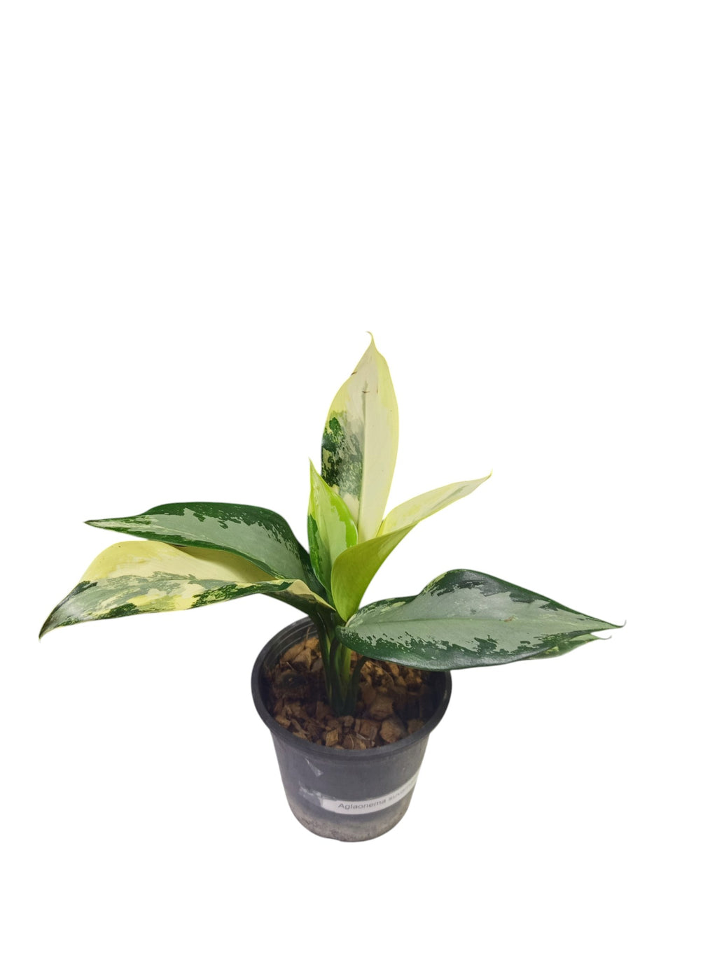 Aglaonema Suvarnabhumi Variegated