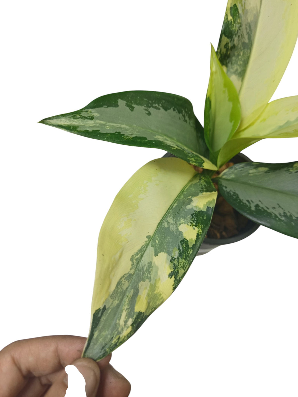 Aglaonema Suvarnabhumi Variegated
