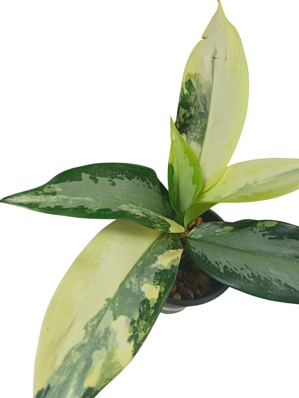 Aglaonema Suvarnabhumi Variegated