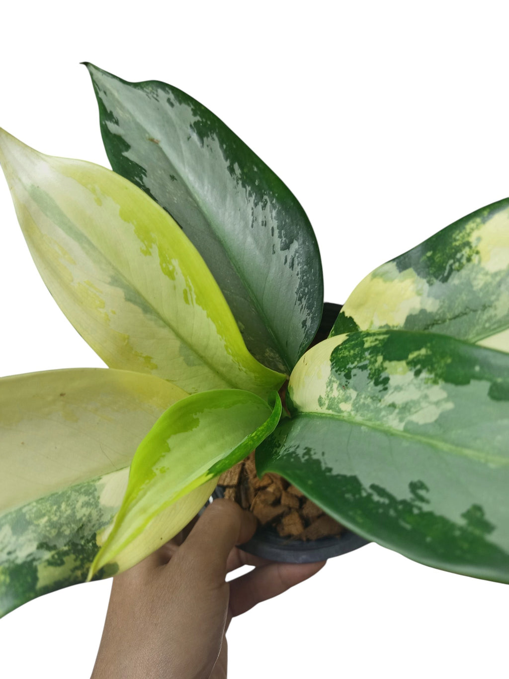 Aglaonema Suvarnabhumi Variegated