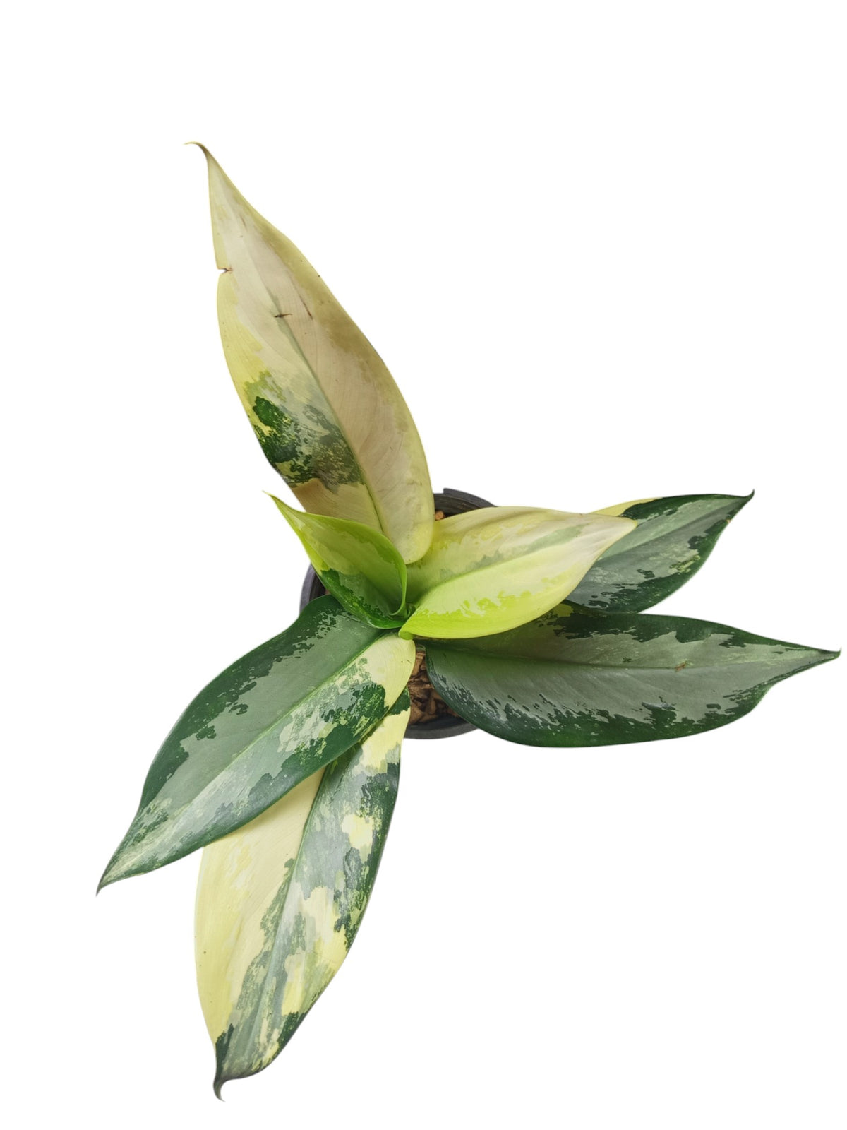 Aglaonema Suvarnabhumi Variegated