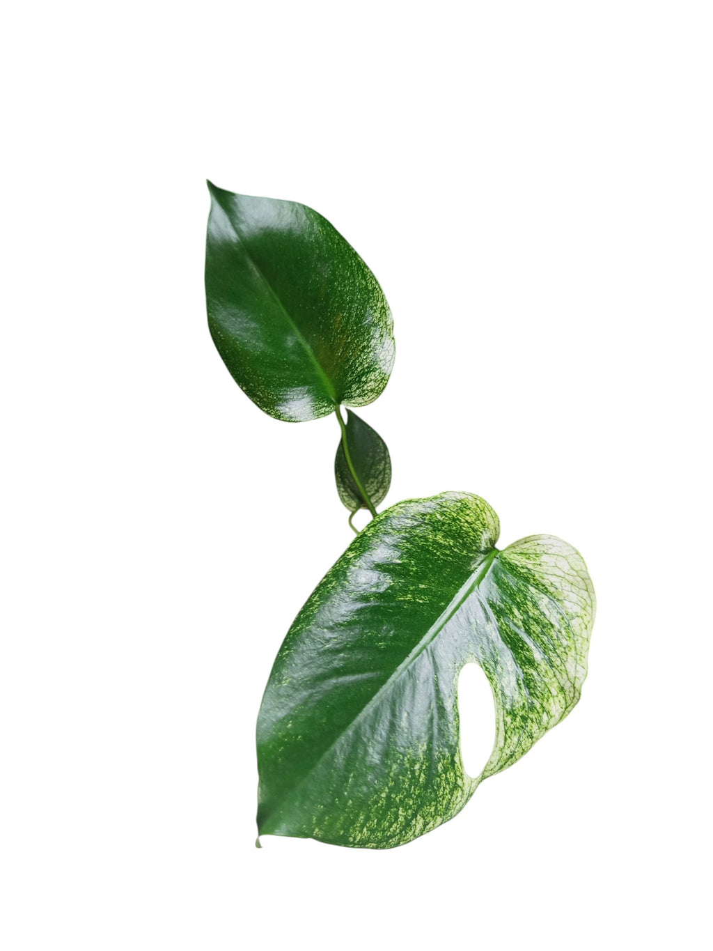 Monstera Devil Monster