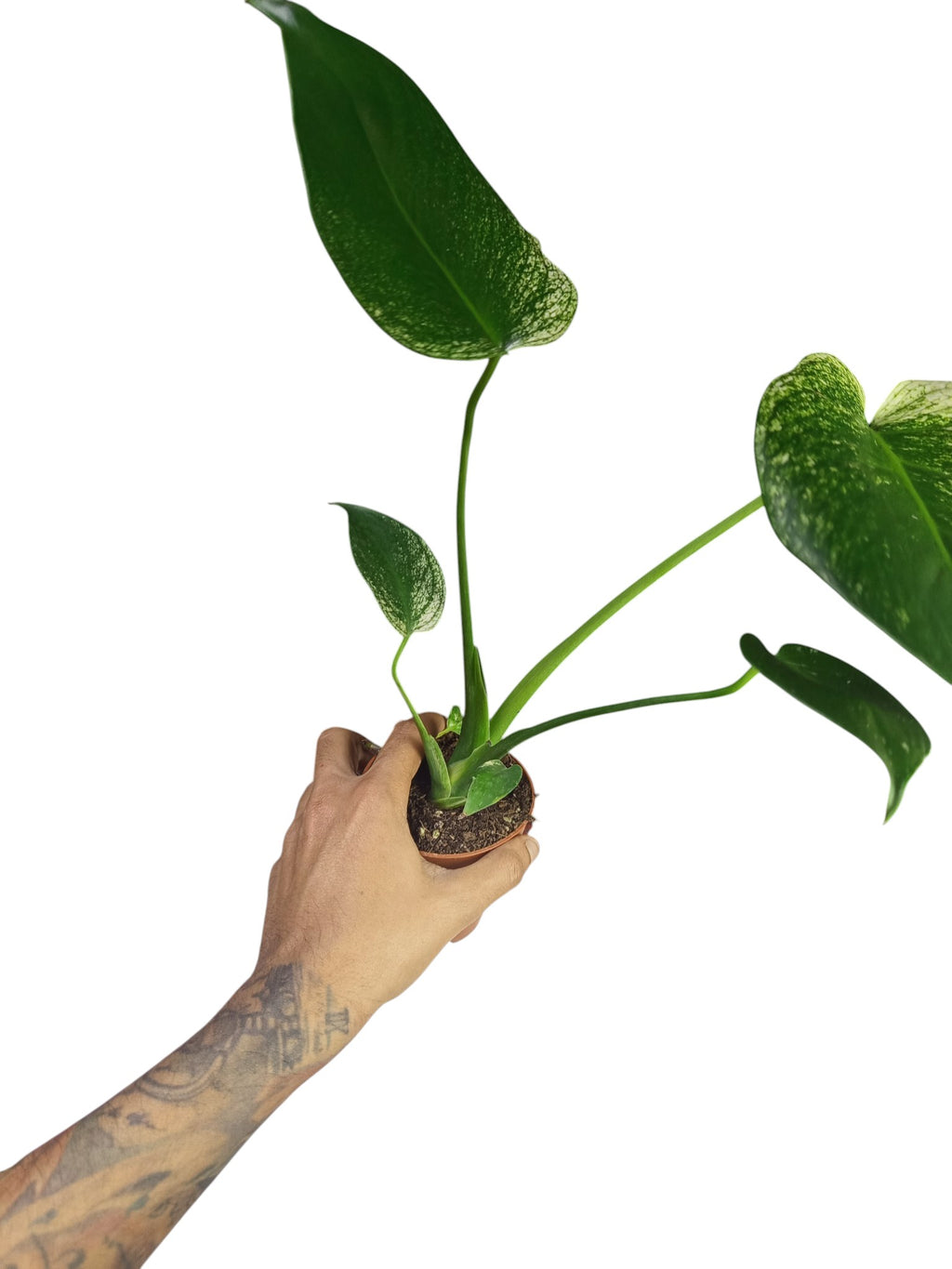 Monstera Devil Monster