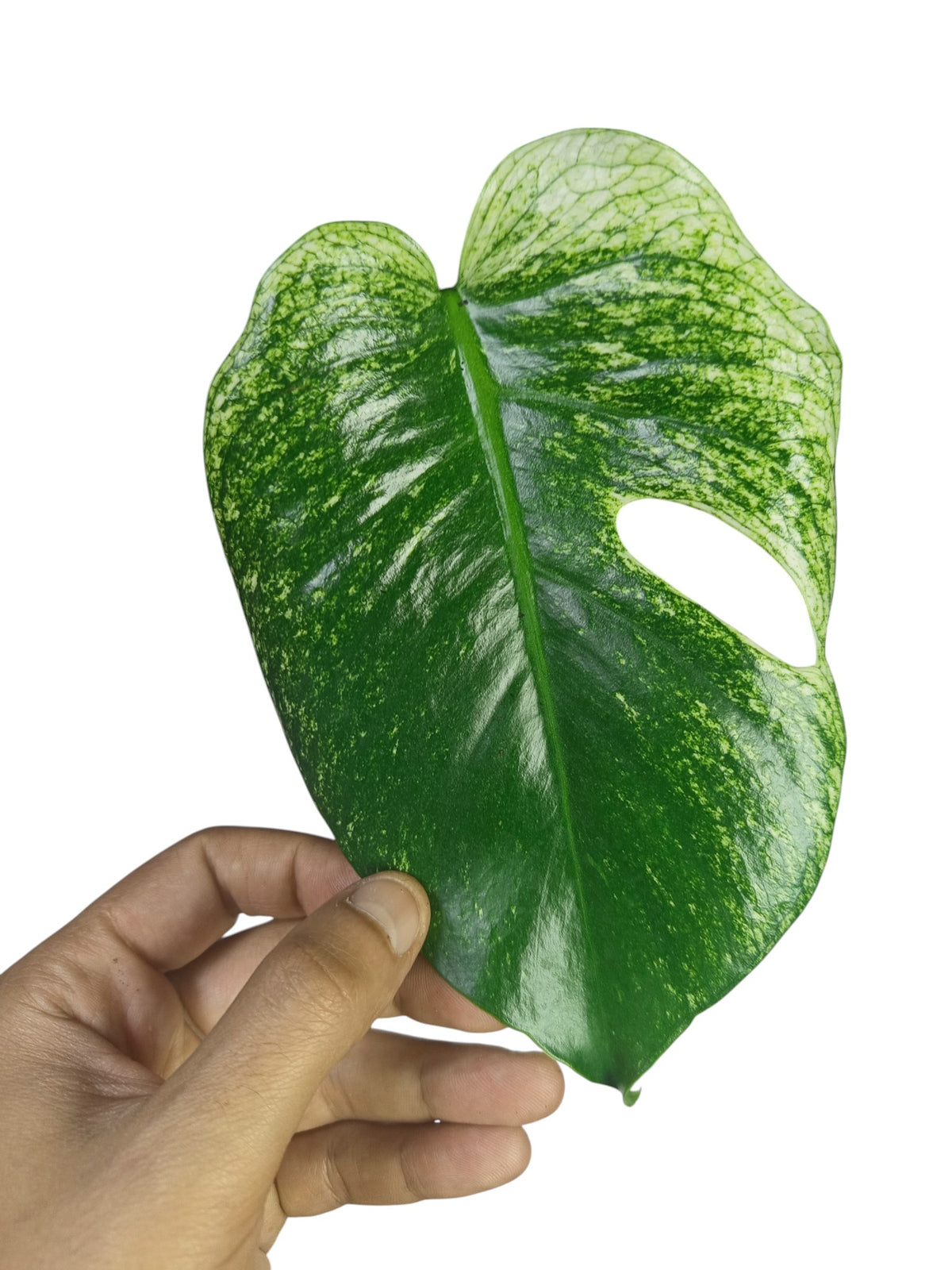 Monstera Devil Monster