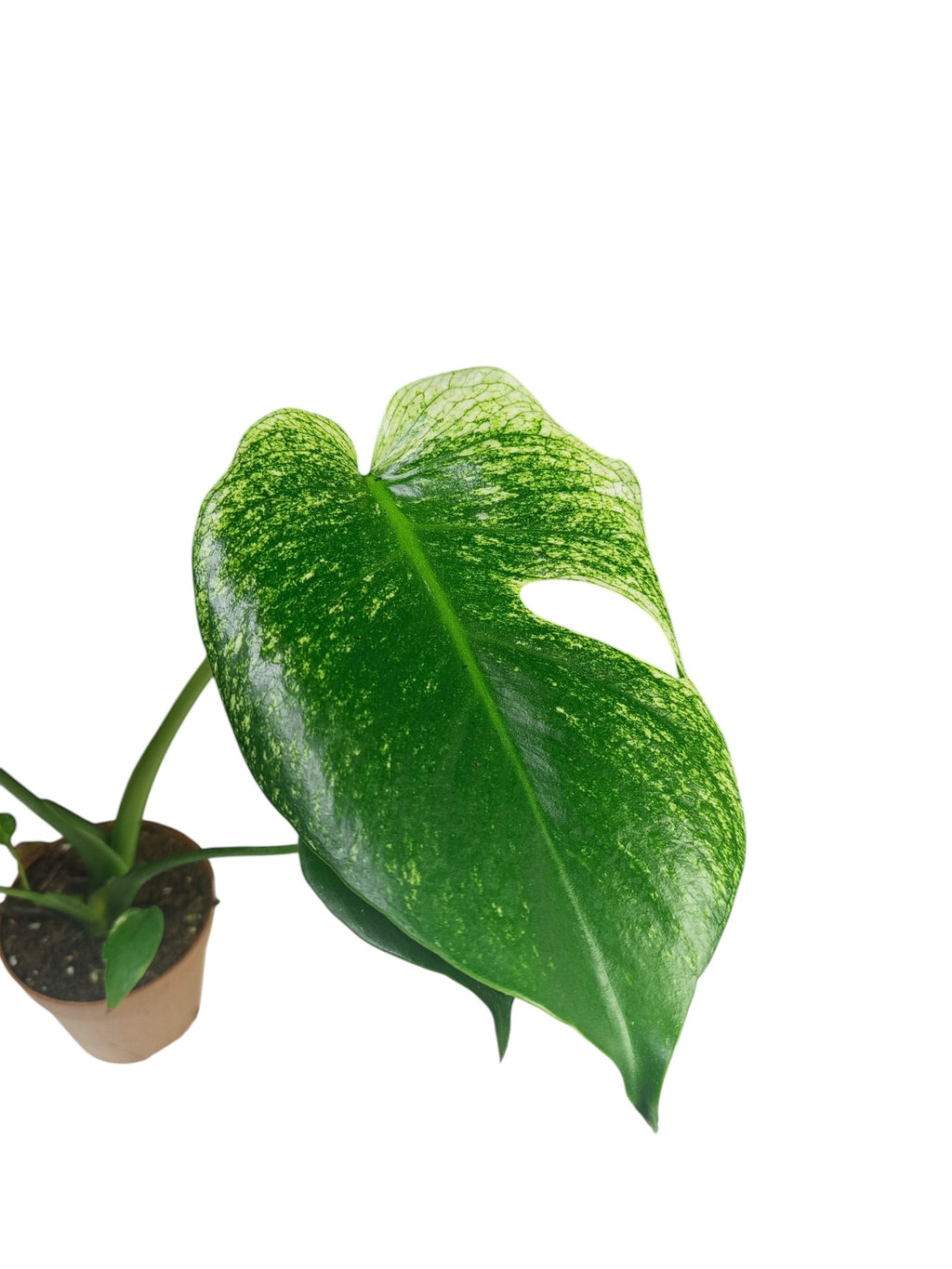 Monstera Devil Monster