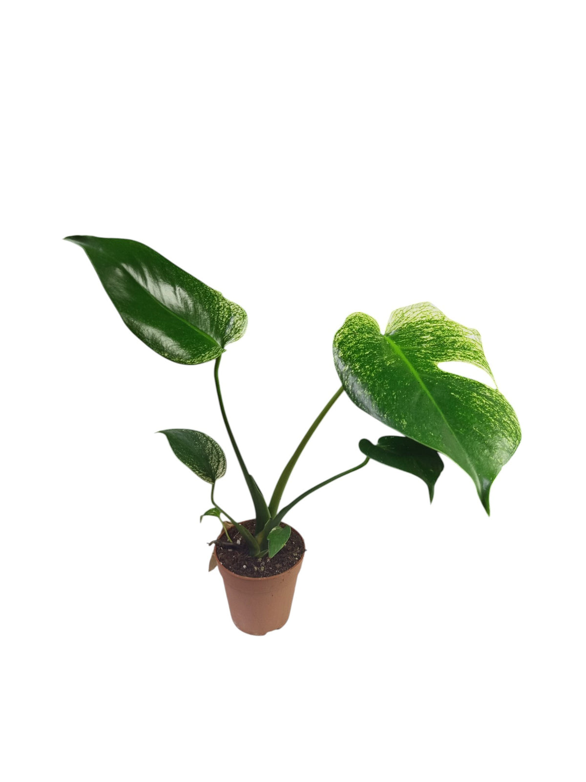 Monstera Devil Monster