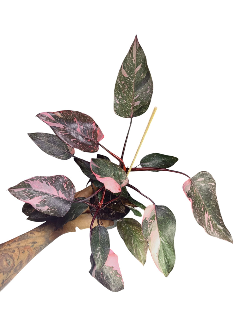 Philodendron Pink Princess Galaxy