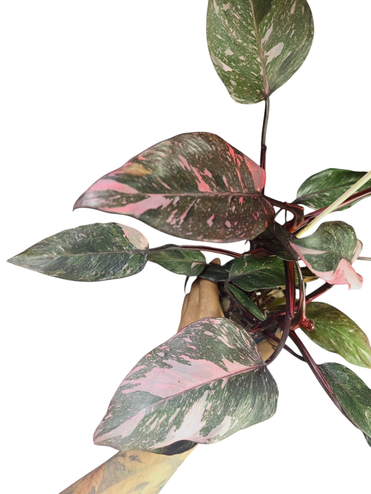 Philodendron Pink Princess Galaxy