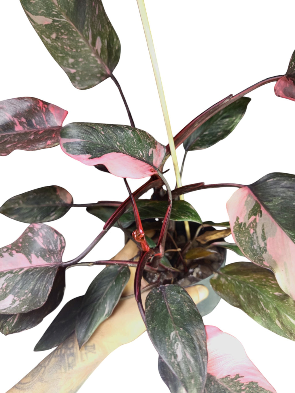 Philodendron Pink Princess Galaxy