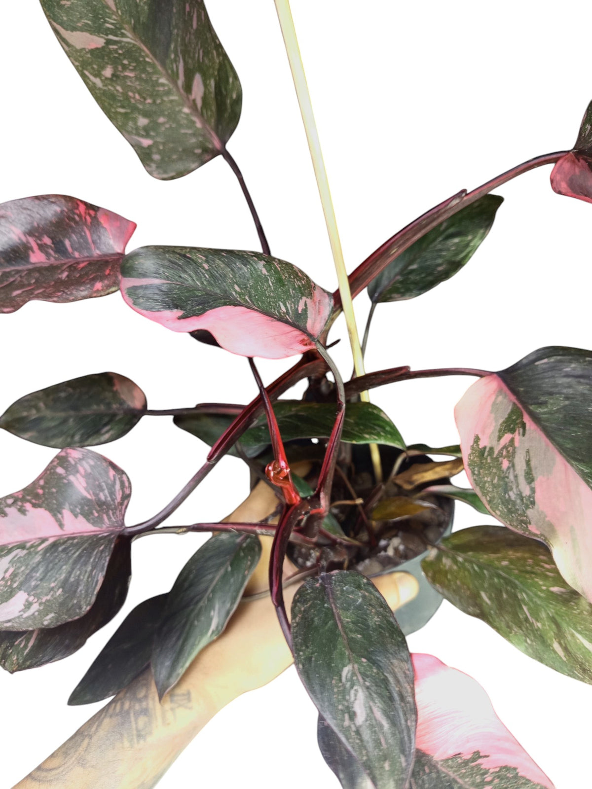 Philodendron Pink Princess Galaxy