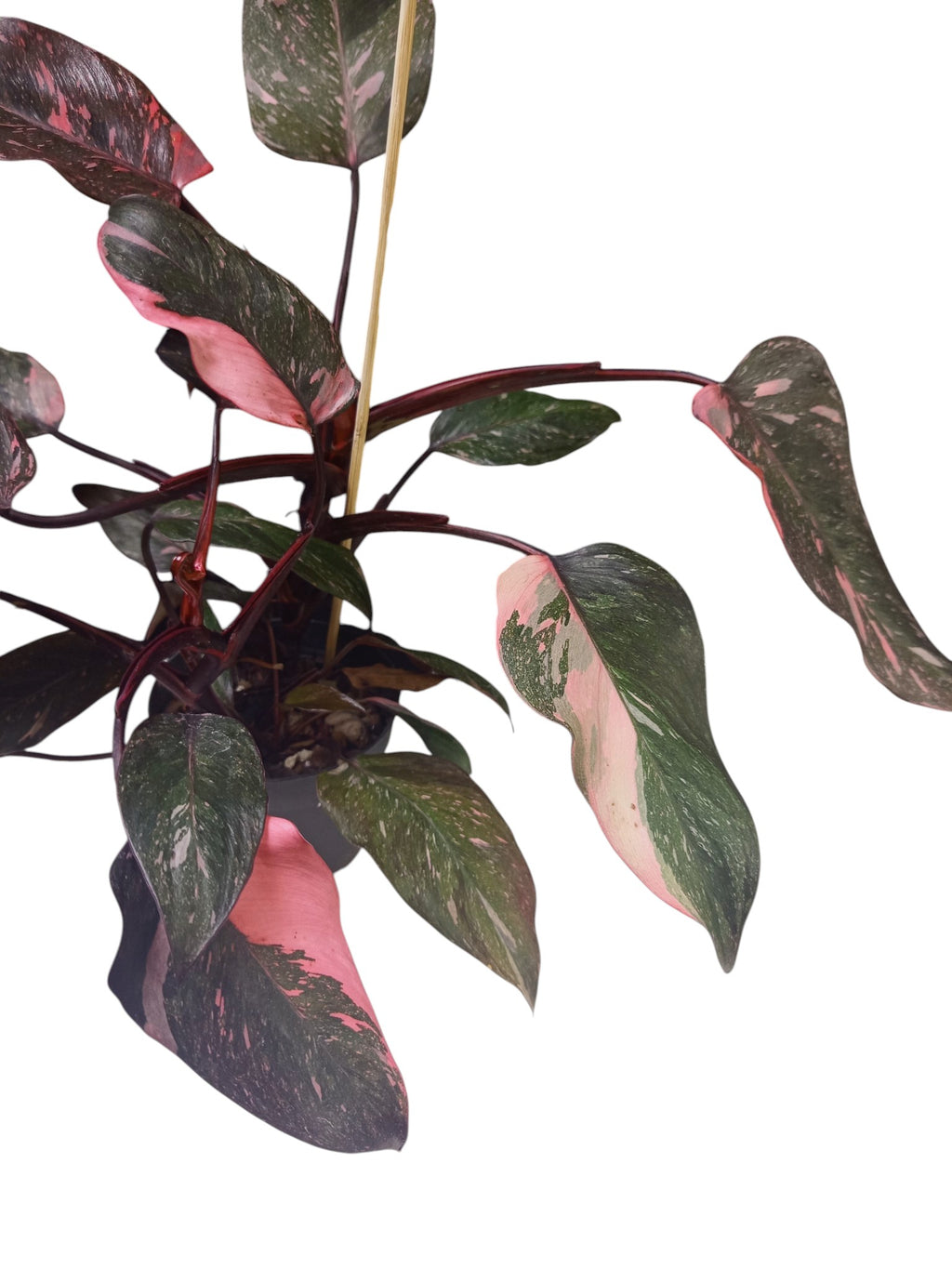 Philodendron Pink Princess Galaxy