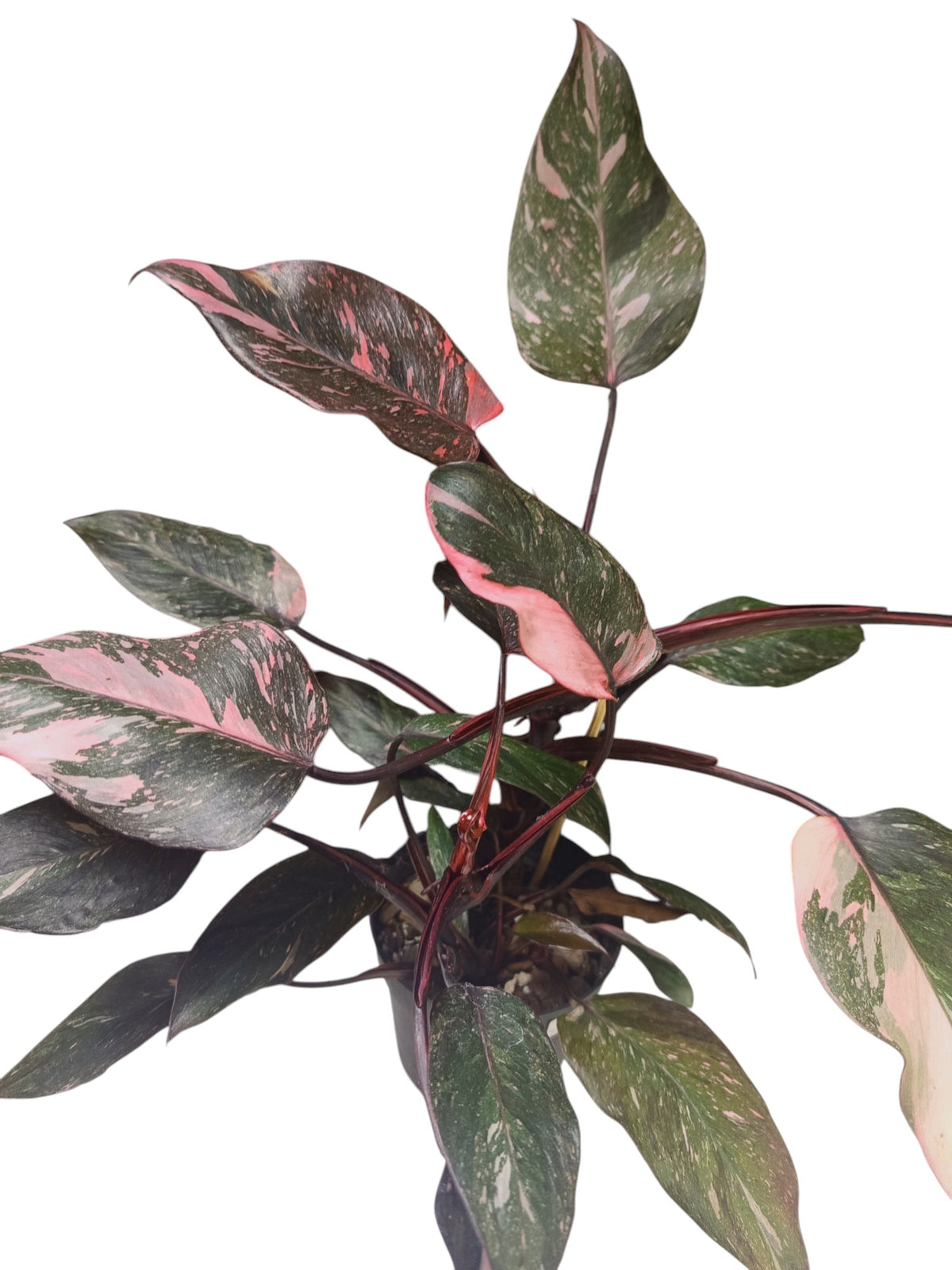 Philodendron Pink Princess Galaxy
