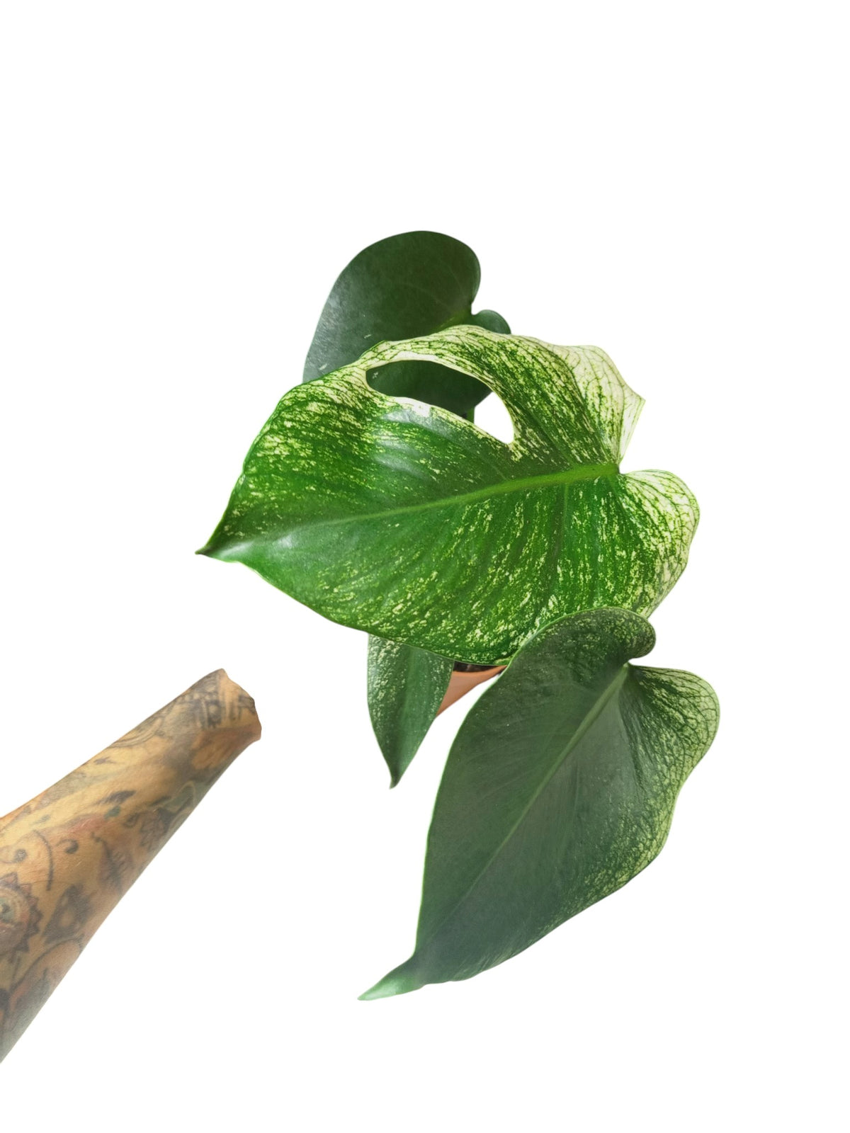 Monstera Devil Monster
