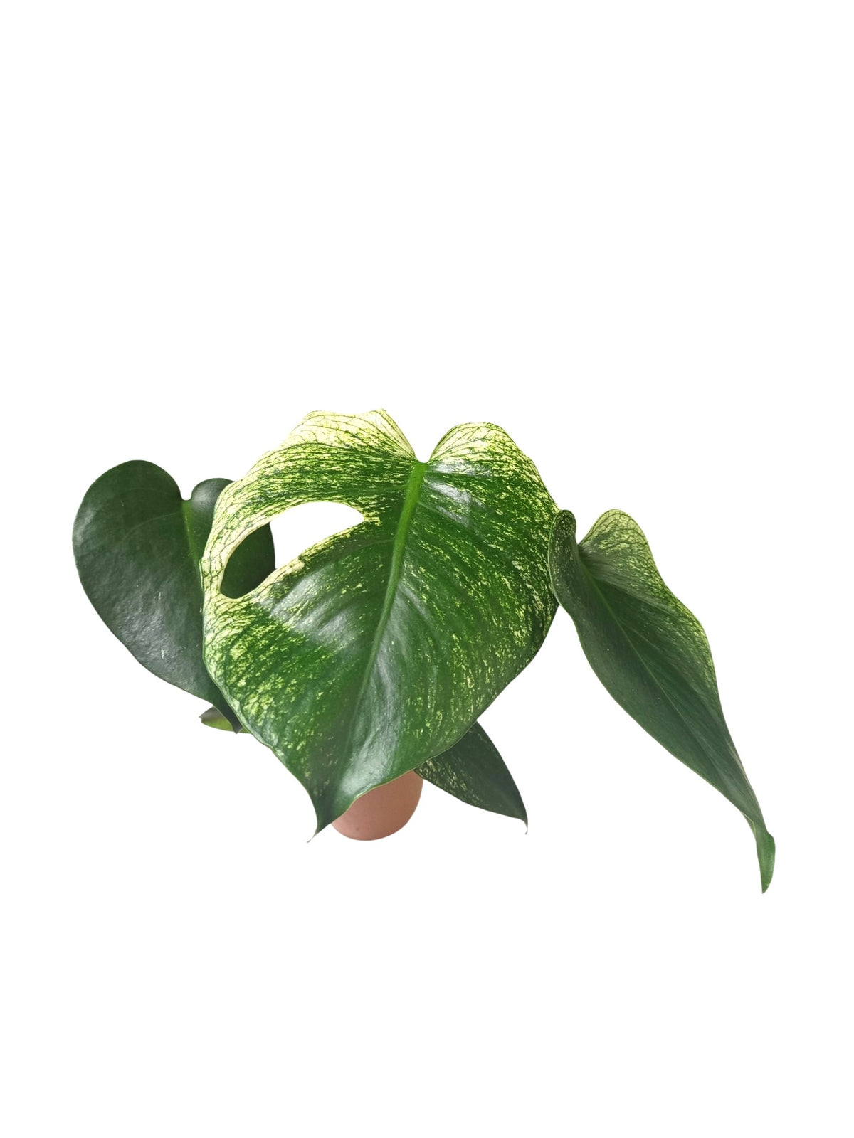 Monstera Devil Monster