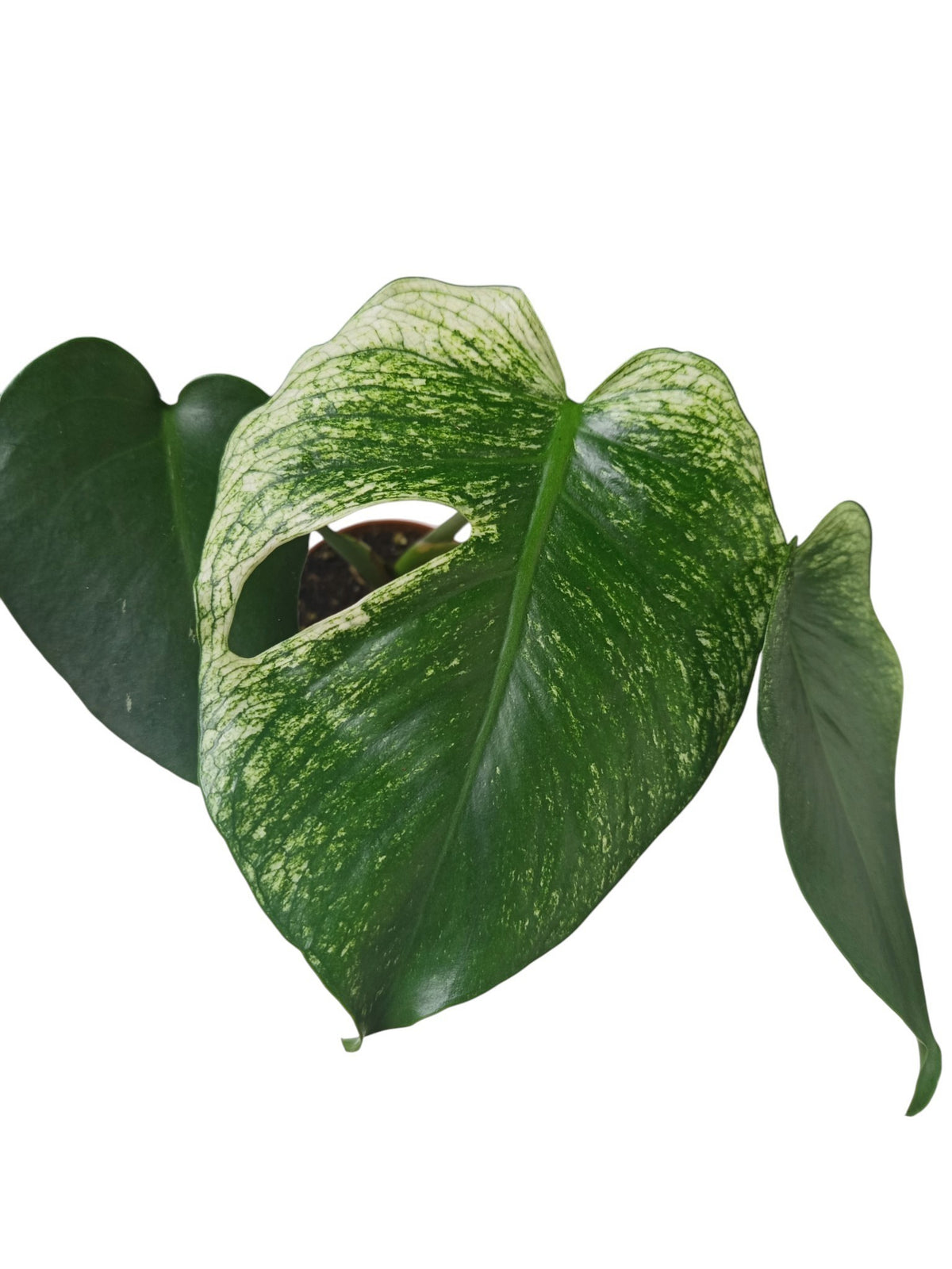 Monstera Devil Monster