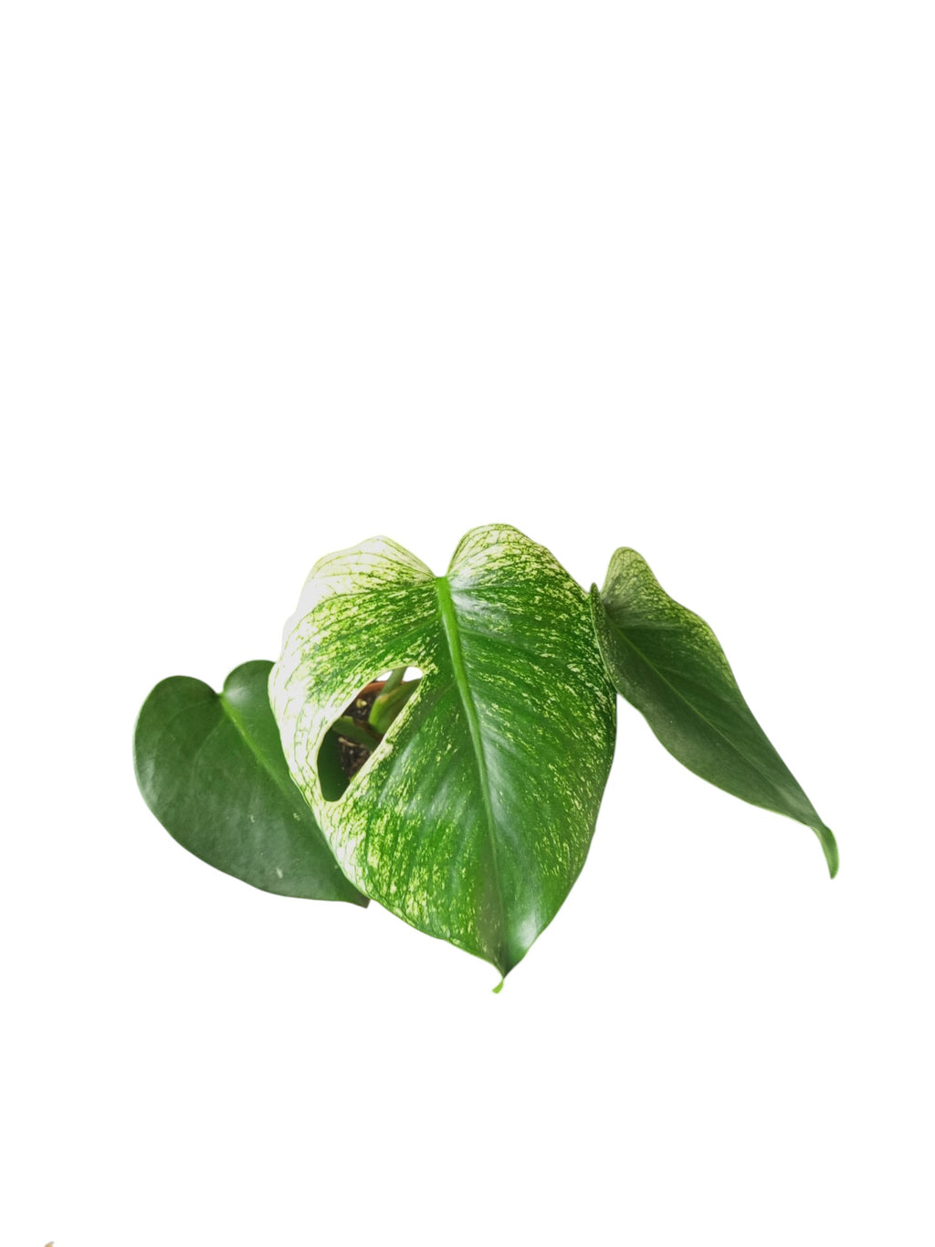 Monstera Devil Monster