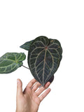 Anthurium Zara x Michelle