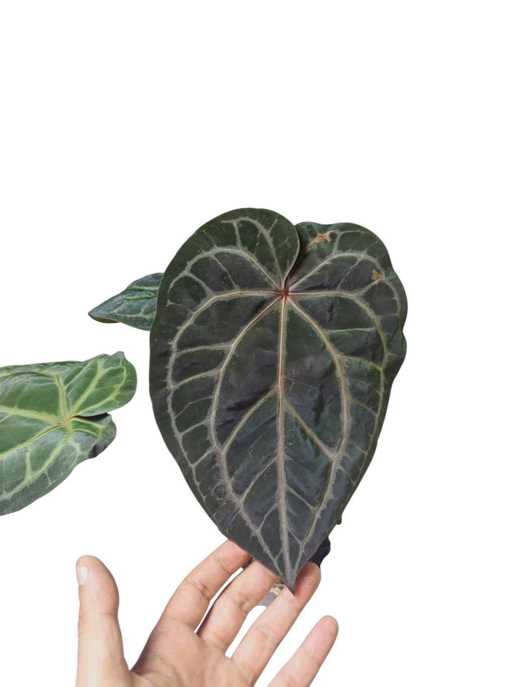 Anthurium Zara x Michelle