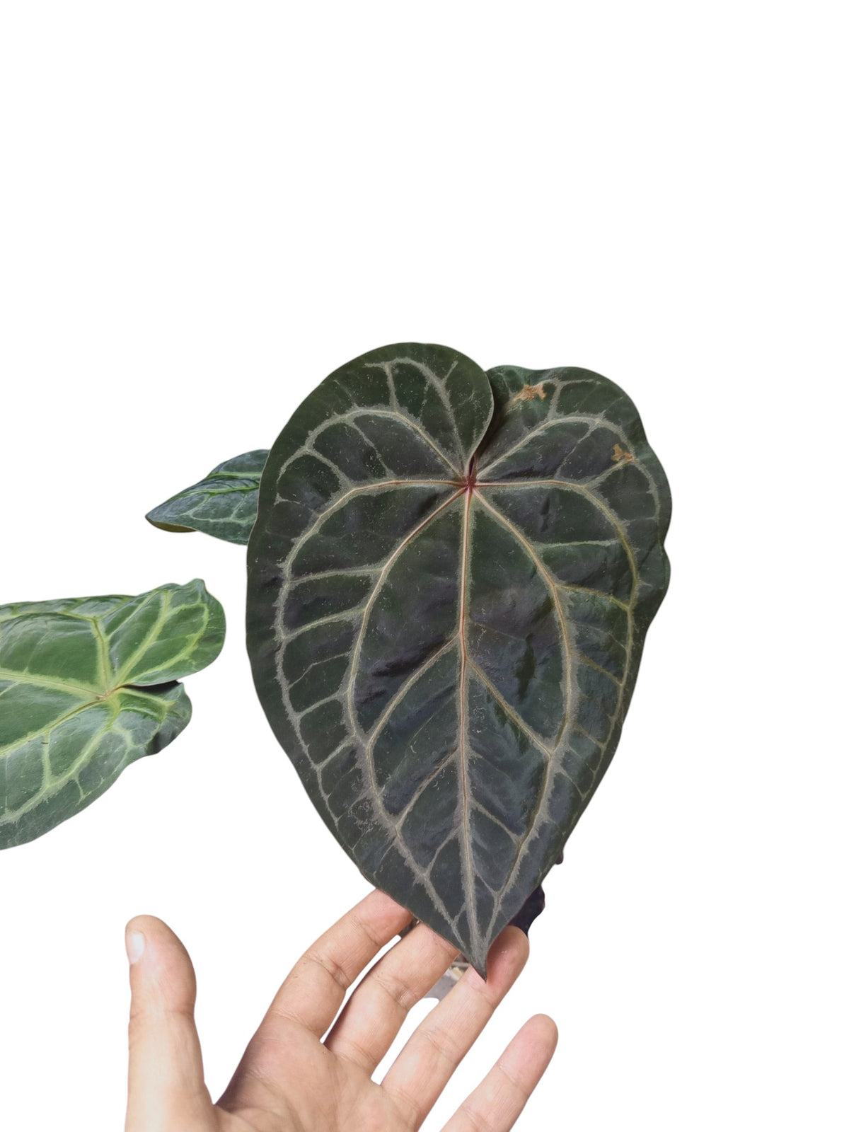 Anthurium Zara x Michelle