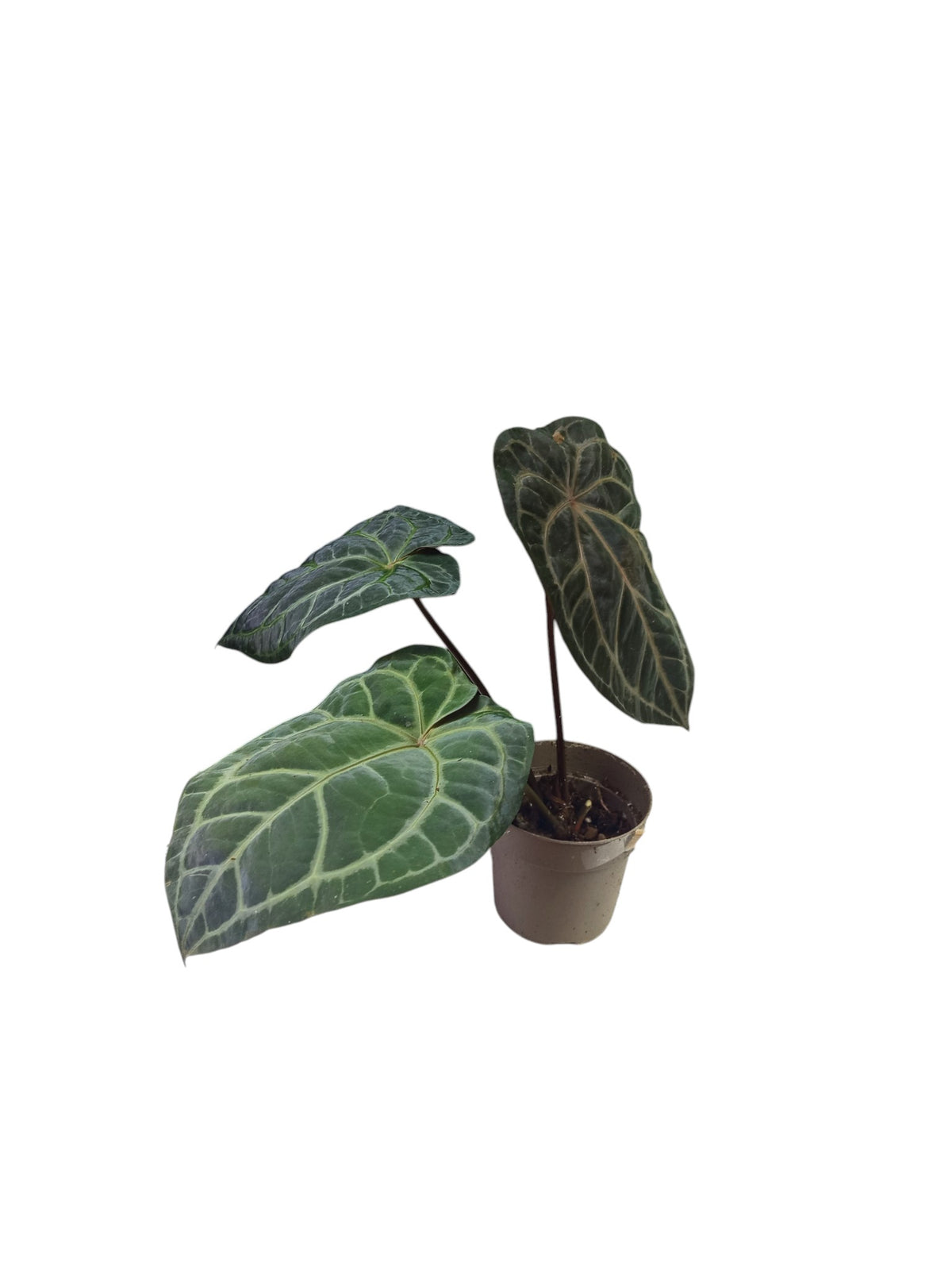 Anthurium Zara x Michelle