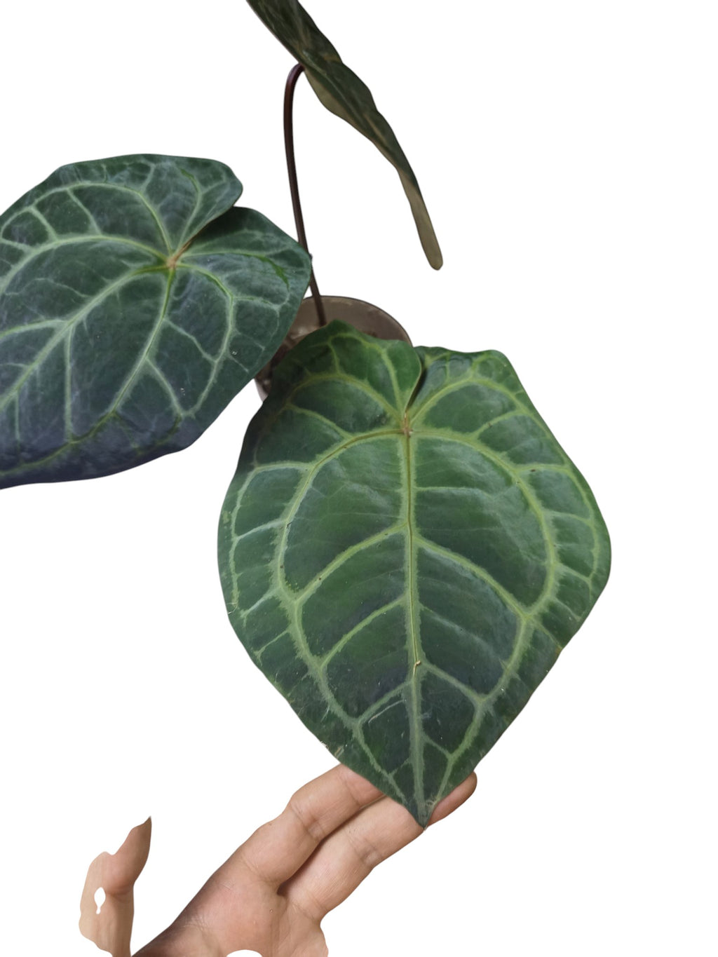 Anthurium Zara x Michelle