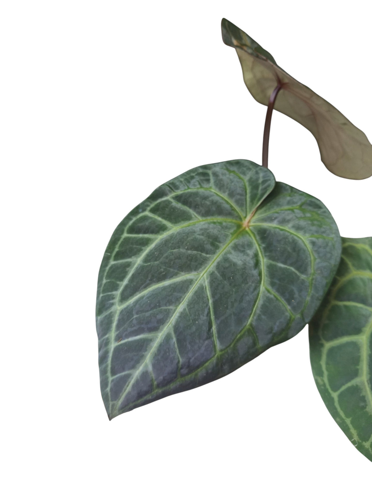 Anthurium Zara x Michelle