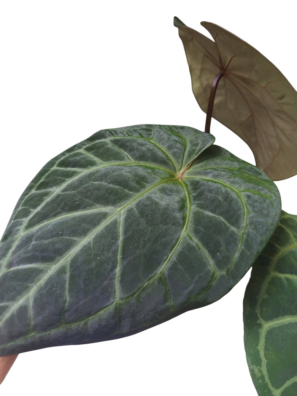 Anthurium Zara x Michelle