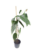 Anthurium sp. Limón
