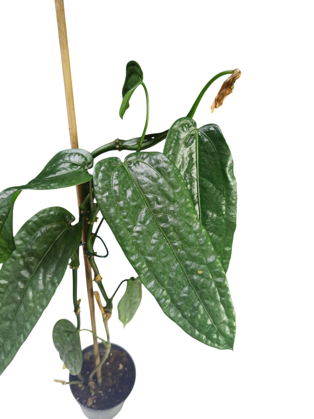 Anthurium sp. Limón