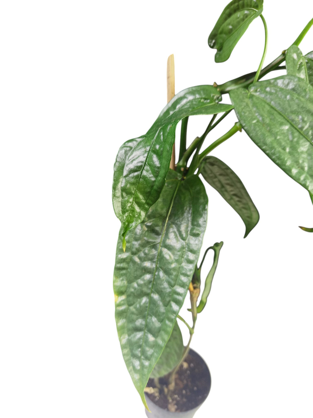 Anthurium sp. Limón