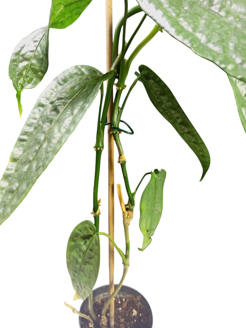 Anthurium sp. Limón