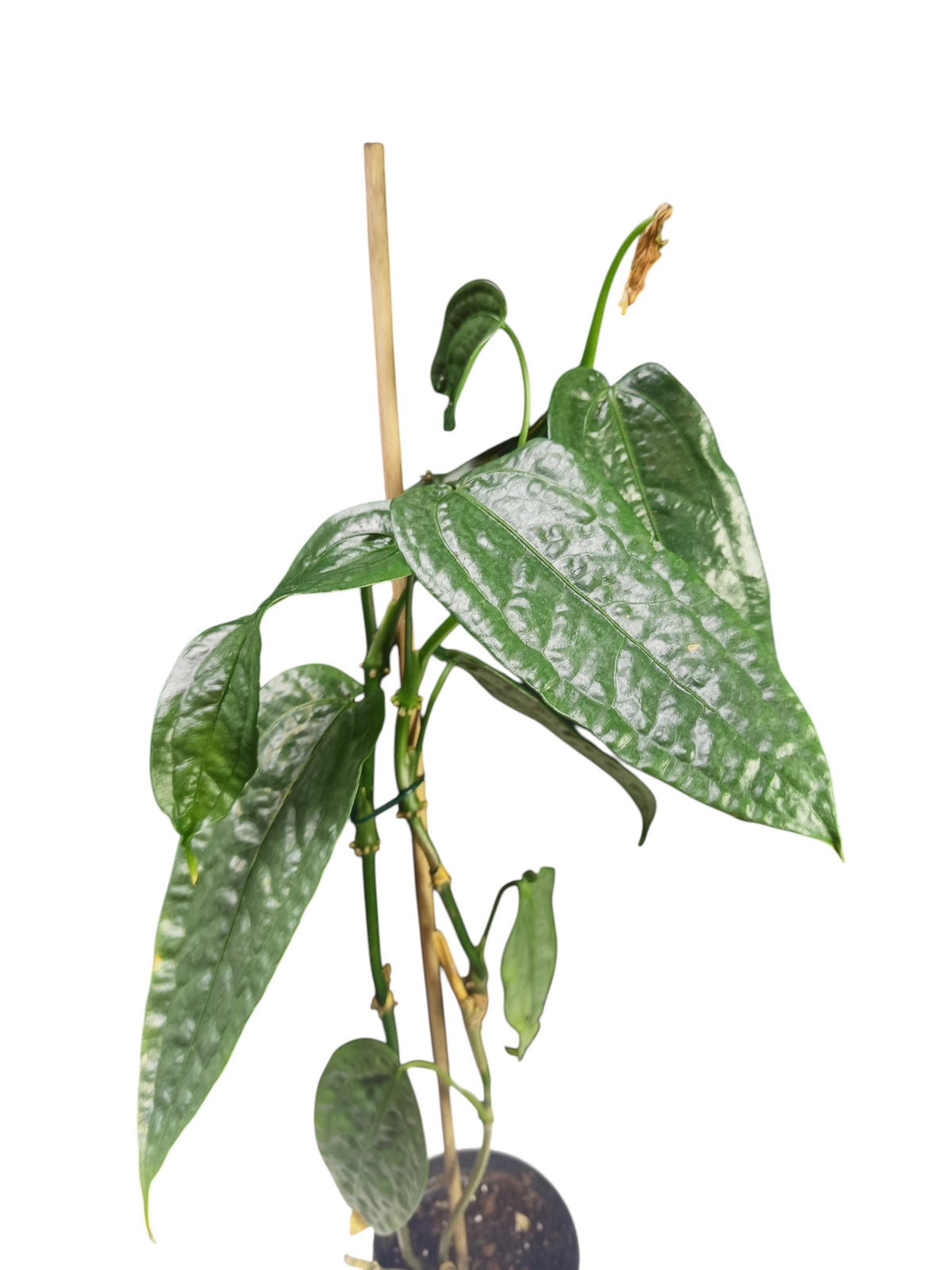 Anthurium sp. Limón
