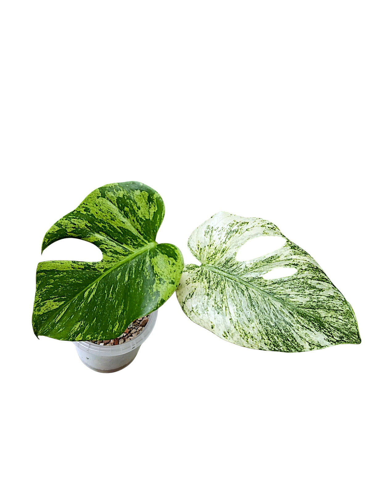 Monstera White Monster Non TC