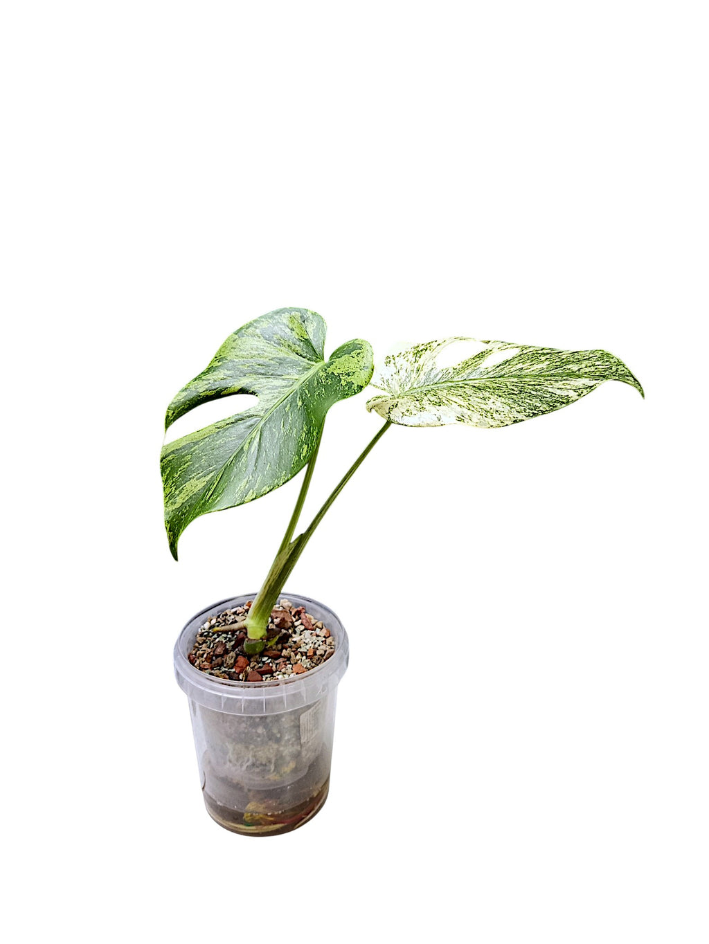 Monstera White Monster Non TC