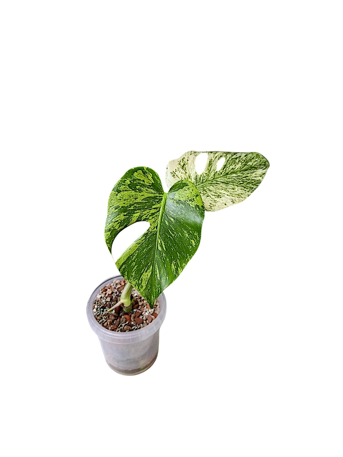 Monstera White Monster Non TC