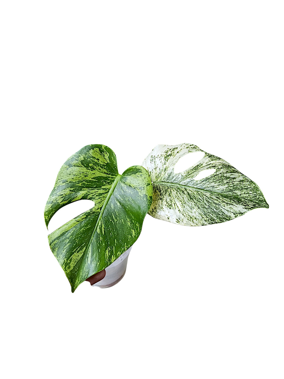 Monstera White Monster Non TC