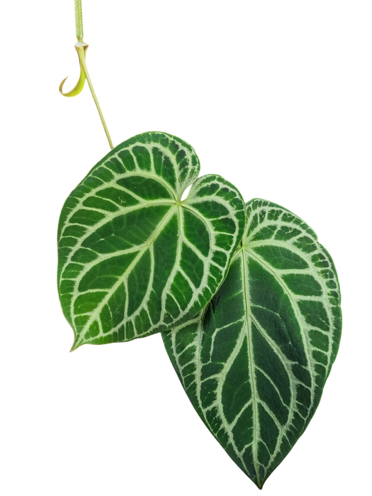 Anthurium Cristal x Mag
