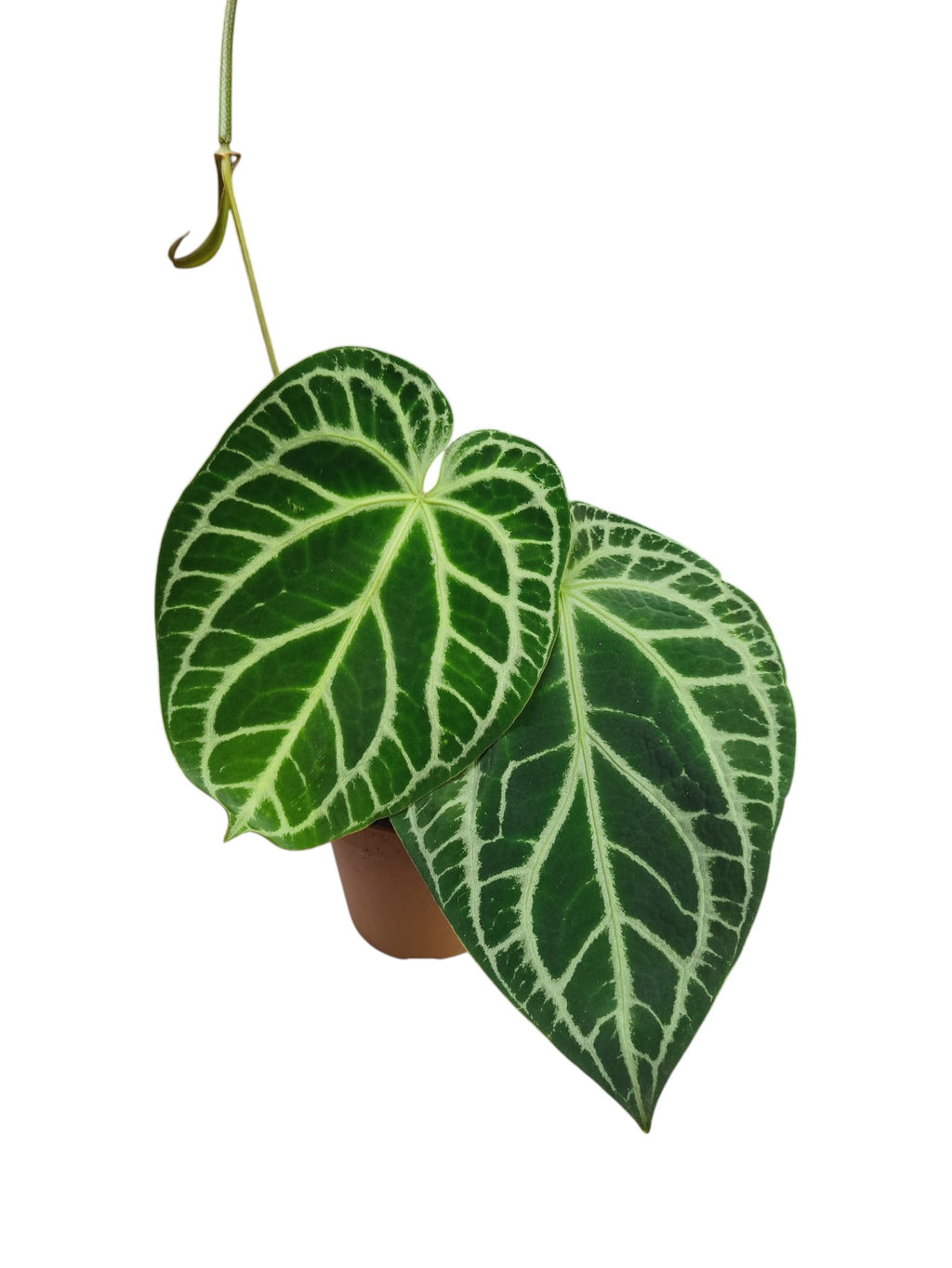 Anthurium Cristal x Mag