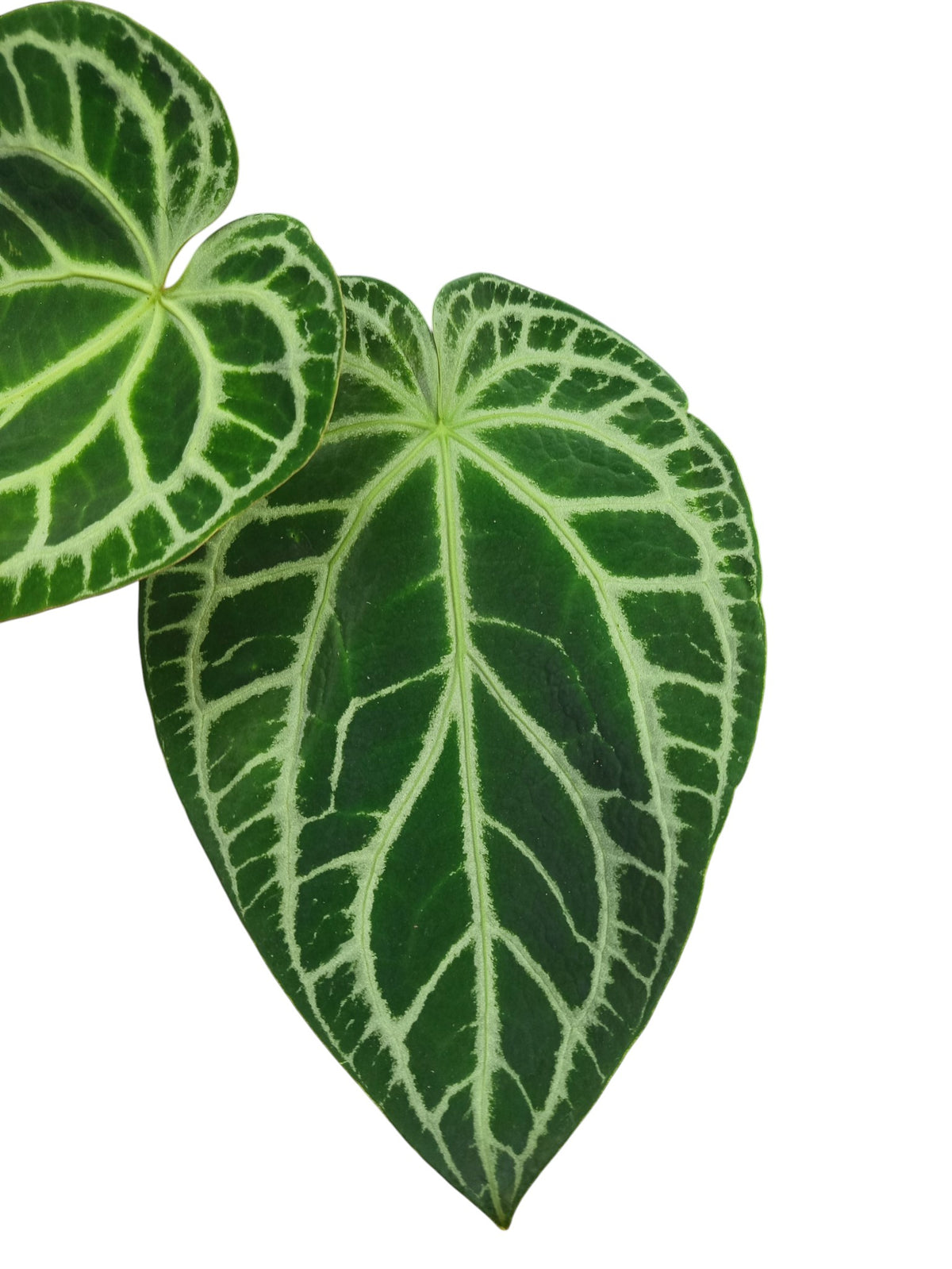 Anthurium Cristal x Mag