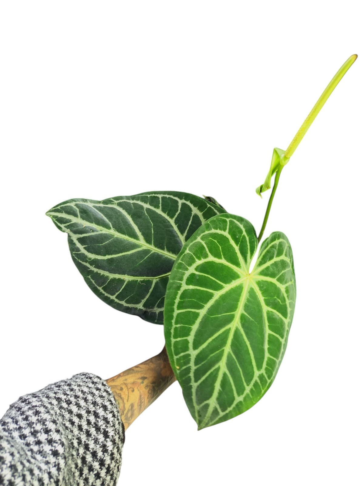 Anthurium Cristal x Mag