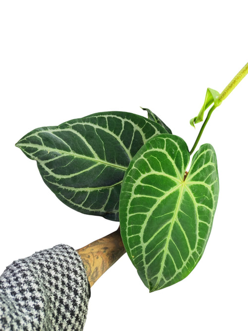 Anthurium Cristal x Mag