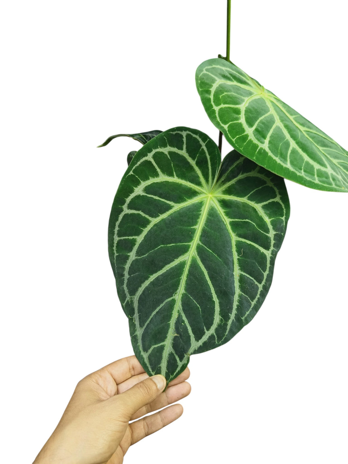 Anthurium Cristal x Mag